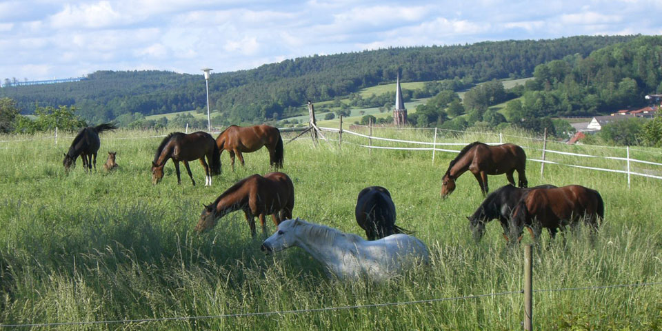 Pony Breeding - Ferienhof Pfeiffer